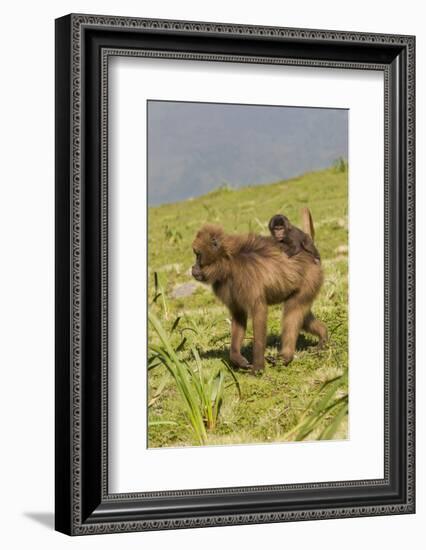 Africa, Ethiopian Highlands, Western Amhara, Simien Mountains National Park-Ellen Goff-Framed Photographic Print