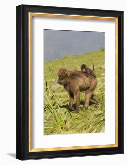 Africa, Ethiopian Highlands, Western Amhara, Simien Mountains National Park-Ellen Goff-Framed Photographic Print