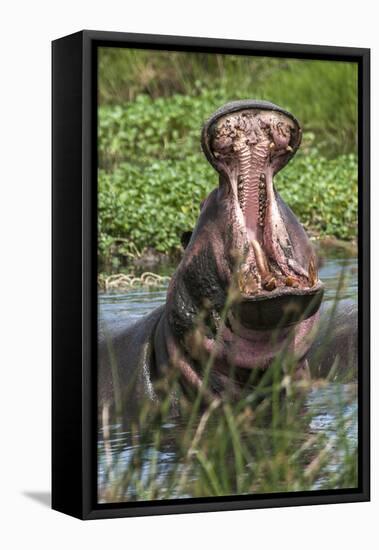 Africa, Hippo-Lee Klopfer-Framed Premier Image Canvas