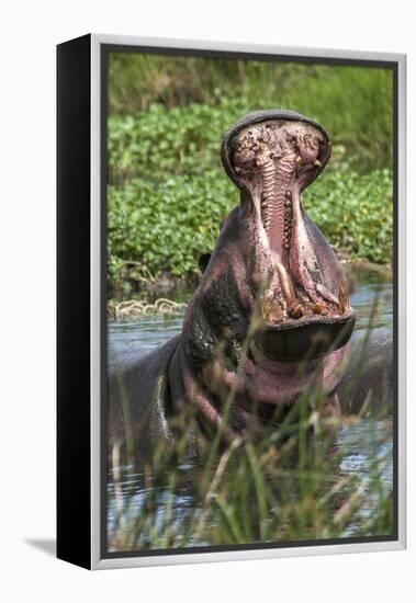 Africa, Hippo-Lee Klopfer-Framed Premier Image Canvas