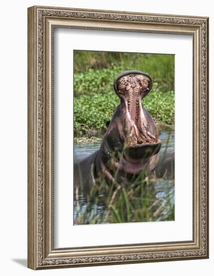 Africa, Hippo-Lee Klopfer-Framed Photographic Print