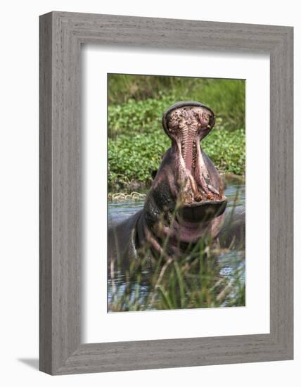 Africa, Hippo-Lee Klopfer-Framed Photographic Print