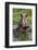 Africa, Hippo-Lee Klopfer-Framed Photographic Print