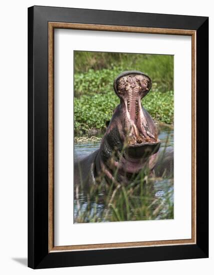 Africa, Hippo-Lee Klopfer-Framed Photographic Print