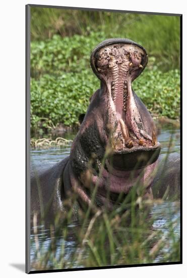 Africa, Hippo-Lee Klopfer-Mounted Photographic Print
