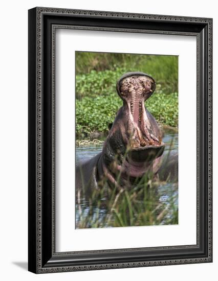 Africa, Hippo-Lee Klopfer-Framed Photographic Print