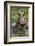 Africa, Hippo-Lee Klopfer-Framed Photographic Print