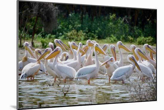 Africa: Kenya: a Flock of Yellow Beaked Pelican Looks Out for Food-Lindsay Constable-Mounted Photographic Print