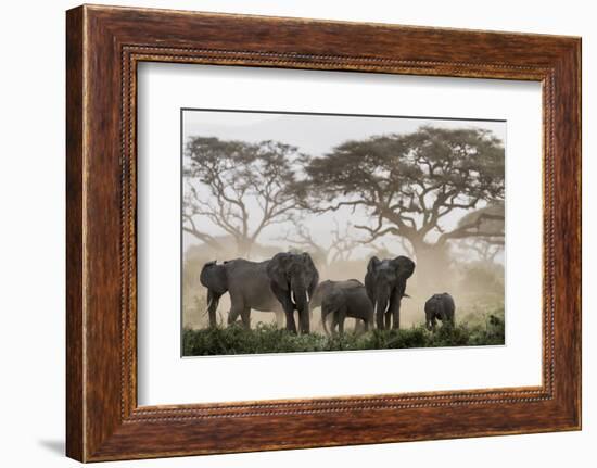 Africa, Kenya, Amboseli National Park. Elephants and umbrella thorn acacia trees.-Jaynes Gallery-Framed Photographic Print