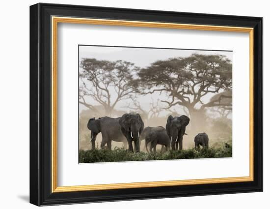 Africa, Kenya, Amboseli National Park. Elephants and umbrella thorn acacia trees.-Jaynes Gallery-Framed Photographic Print