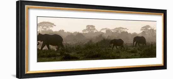 Africa, Kenya, Amboseli National Park. Elephants backlit at sunset.-Jaynes Gallery-Framed Photographic Print