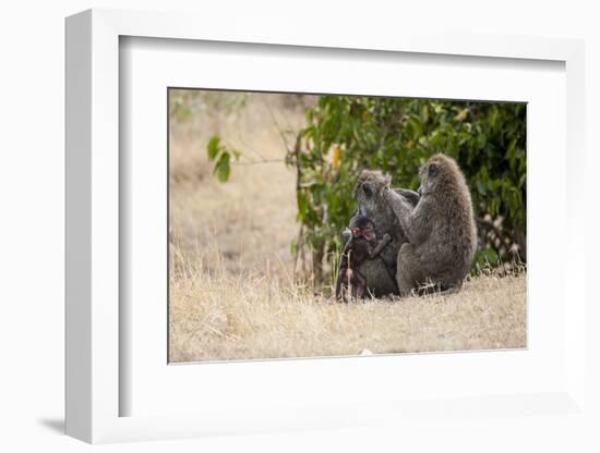 Africa, Kenya, Maasai Mara, Family of Baboon Monkeys-Hollice Looney-Framed Photographic Print