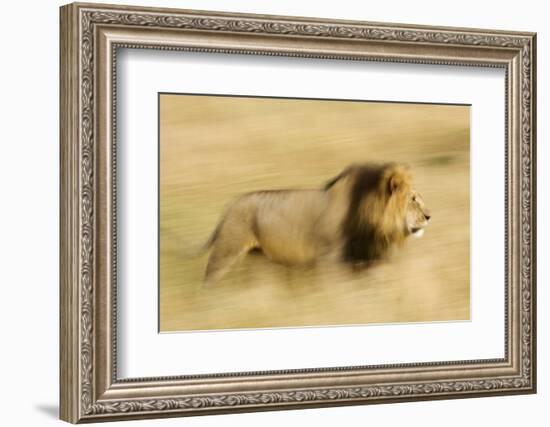 Africa, Kenya, Maasai Mara. Motion blur of walking male lion.-Jaynes Gallery-Framed Photographic Print