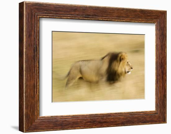 Africa, Kenya, Maasai Mara. Motion blur of walking male lion.-Jaynes Gallery-Framed Photographic Print