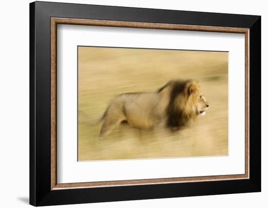 Africa, Kenya, Maasai Mara. Motion blur of walking male lion.-Jaynes Gallery-Framed Photographic Print