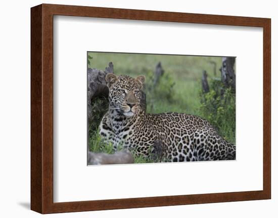 Africa, Kenya, Maasai Mara National Reserve. Resting leopard.-Jaynes Gallery-Framed Photographic Print