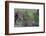 Africa, Kenya, Maasai Mara National Reserve. Resting leopard.-Jaynes Gallery-Framed Photographic Print