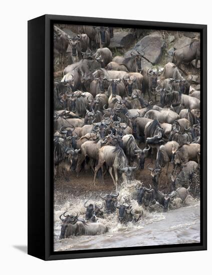 Africa, Kenya, Maasai Mara, wildebeest crossing the Mara River during the migration-Hollice Looney-Framed Premier Image Canvas