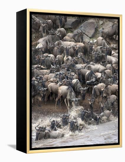 Africa, Kenya, Maasai Mara, wildebeest crossing the Mara River during the migration-Hollice Looney-Framed Premier Image Canvas