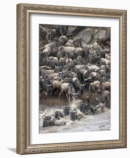 Africa, Kenya, Maasai Mara, wildebeest crossing the Mara River during the migration-Hollice Looney-Framed Photographic Print