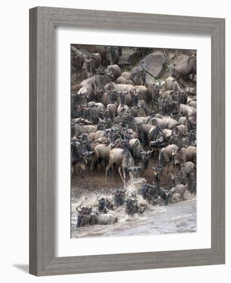 Africa, Kenya, Maasai Mara, wildebeest crossing the Mara River during the migration-Hollice Looney-Framed Photographic Print