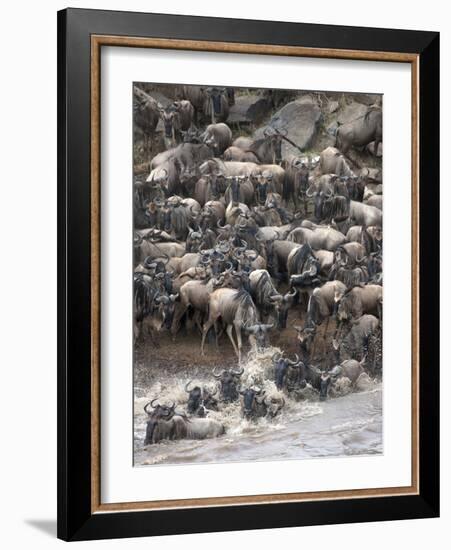 Africa, Kenya, Maasai Mara, wildebeest crossing the Mara River during the migration-Hollice Looney-Framed Photographic Print