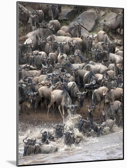 Africa, Kenya, Maasai Mara, wildebeest crossing the Mara River during the migration-Hollice Looney-Mounted Photographic Print
