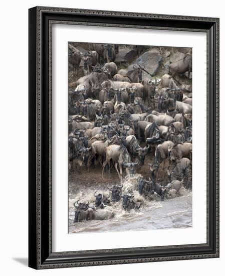 Africa, Kenya, Maasai Mara, wildebeest crossing the Mara River during the migration-Hollice Looney-Framed Photographic Print