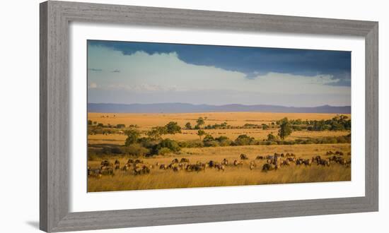 Africa, Kenya, Maasai Mara, wildebeest grazing on the Mara-Hollice Looney-Framed Photographic Print