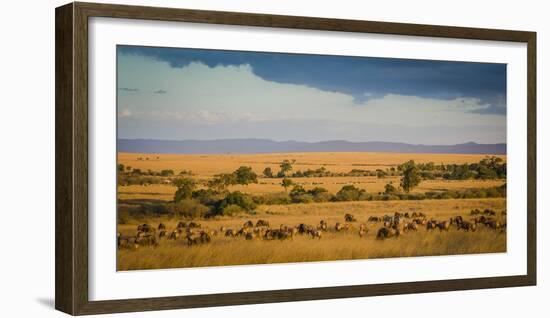 Africa, Kenya, Maasai Mara, wildebeest grazing on the Mara-Hollice Looney-Framed Photographic Print