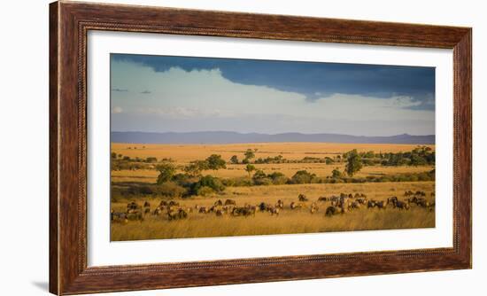 Africa, Kenya, Maasai Mara, wildebeest grazing on the Mara-Hollice Looney-Framed Photographic Print