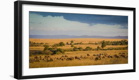 Africa, Kenya, Maasai Mara, wildebeest grazing on the Mara-Hollice Looney-Framed Photographic Print