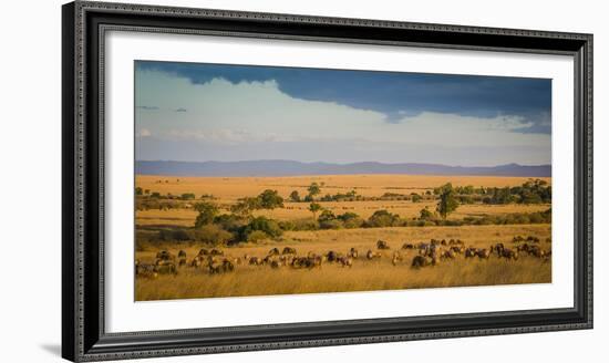 Africa, Kenya, Maasai Mara, wildebeest grazing on the Mara-Hollice Looney-Framed Photographic Print