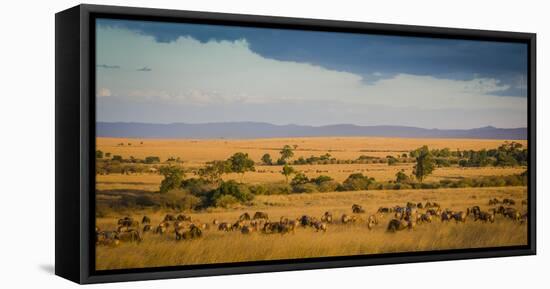 Africa, Kenya, Maasai Mara, wildebeest grazing on the Mara-Hollice Looney-Framed Premier Image Canvas