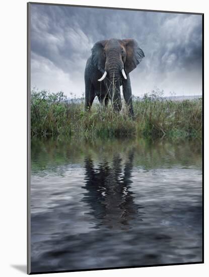 Africa, Kenya, Masai Mara Game Reserve. Composite of Elephant Reflecting in Water-Jaynes Gallery-Mounted Photographic Print