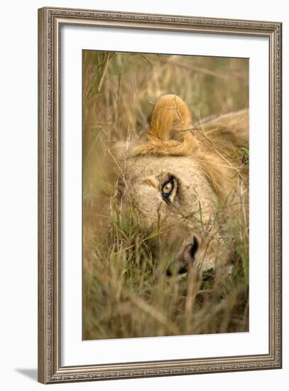 Africa, Kenya, Masai Mara Game Reserve. Male Lion Sleeping in Grass-Jaynes Gallery-Framed Photographic Print