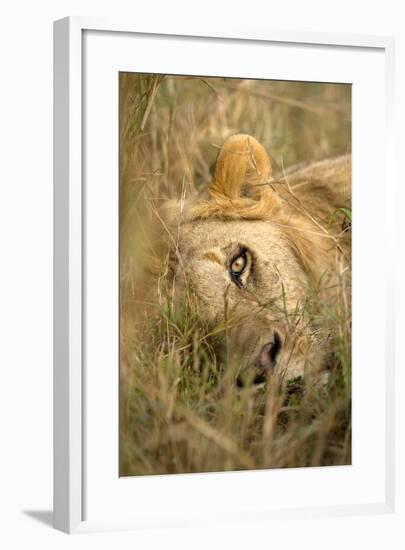 Africa, Kenya, Masai Mara Game Reserve. Male Lion Sleeping in Grass-Jaynes Gallery-Framed Photographic Print