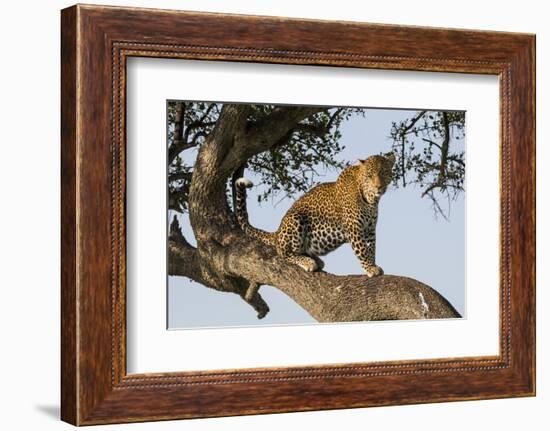 Africa, Kenya, Masai Mara National Reserve, African Leopard in tree.-Emily Wilson-Framed Photographic Print