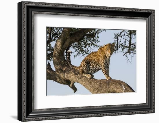 Africa, Kenya, Masai Mara National Reserve, African Leopard in tree.-Emily Wilson-Framed Photographic Print