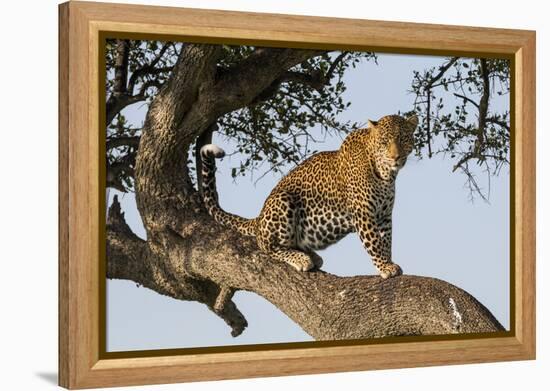 Africa, Kenya, Masai Mara National Reserve, African Leopard in tree.-Emily Wilson-Framed Premier Image Canvas