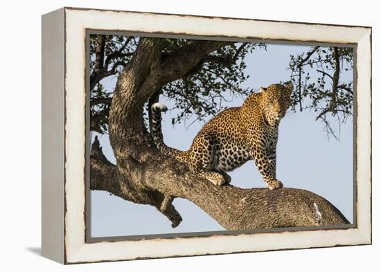 Africa, Kenya, Masai Mara National Reserve, African Leopard in tree.-Emily Wilson-Framed Premier Image Canvas