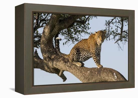 Africa, Kenya, Masai Mara National Reserve, African Leopard in tree.-Emily Wilson-Framed Premier Image Canvas