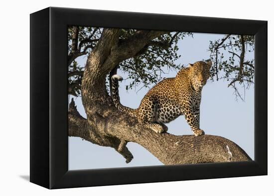 Africa, Kenya, Masai Mara National Reserve, African Leopard in tree.-Emily Wilson-Framed Premier Image Canvas