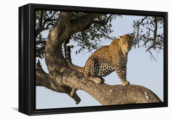 Africa, Kenya, Masai Mara National Reserve, African Leopard in tree.-Emily Wilson-Framed Premier Image Canvas