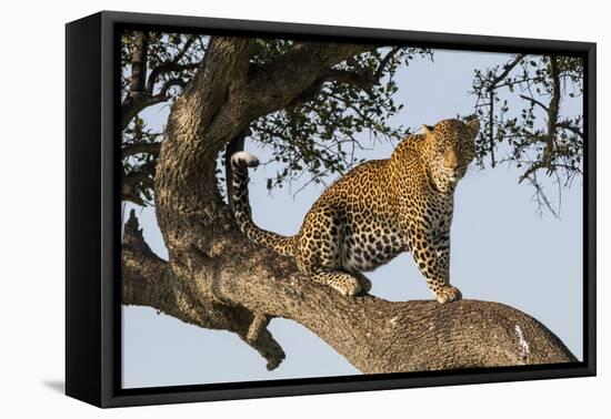 Africa, Kenya, Masai Mara National Reserve, African Leopard in tree.-Emily Wilson-Framed Premier Image Canvas