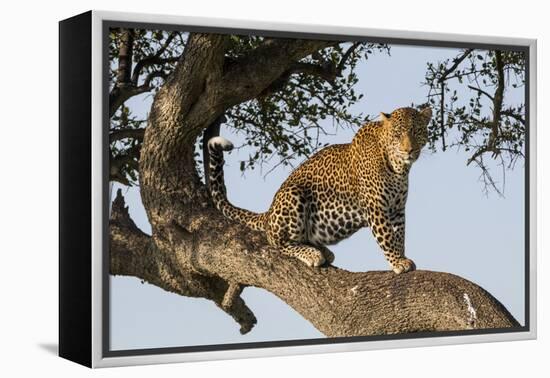 Africa, Kenya, Masai Mara National Reserve, African Leopard in tree.-Emily Wilson-Framed Premier Image Canvas