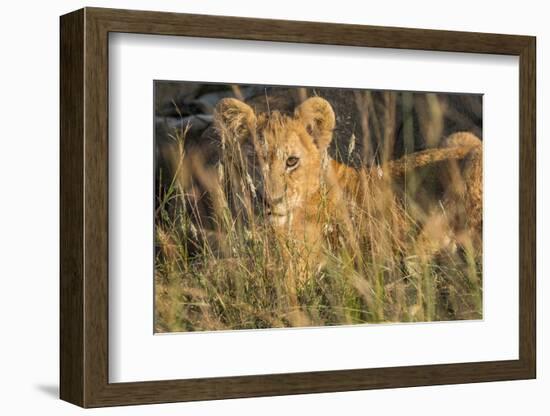 Africa, Kenya, Masai Mara National Reserve. African Lion female with cubs.-Emily Wilson-Framed Photographic Print