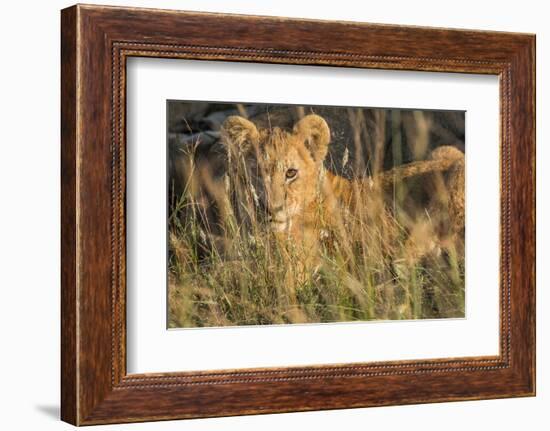 Africa, Kenya, Masai Mara National Reserve. African Lion female with cubs.-Emily Wilson-Framed Photographic Print