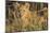 Africa, Kenya, Masai Mara National Reserve. African Lion female with cubs.-Emily Wilson-Mounted Photographic Print