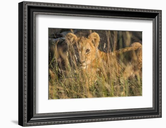 Africa, Kenya, Masai Mara National Reserve. African Lion female with cubs.-Emily Wilson-Framed Photographic Print